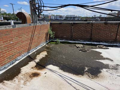 Vegetation growing in 6-inch-deep ponded water and accumulated debris on the roof at 150 E Wolfe St