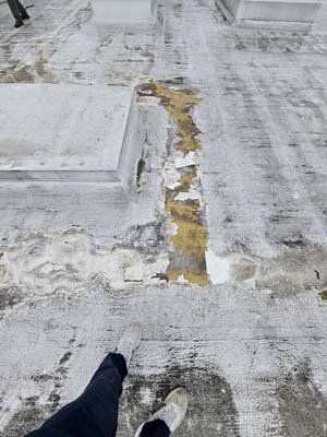 Close-up of the failing membrane at 1530 P St NW where the surface has split open along a run of the field, exposing yellow adhesive beneath